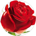 Rose S profile picture
